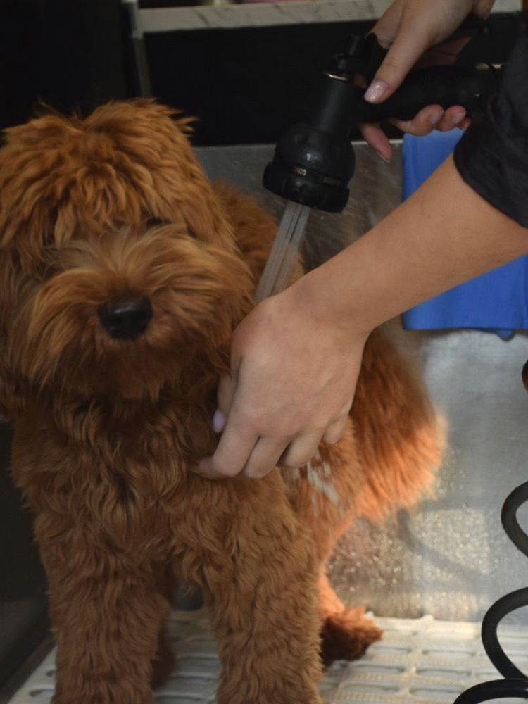 Nikki wast met zachte handen een rode doodle in de trimsalon