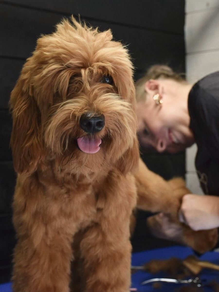 Hondentrimster Nikki knipt met aandacht een blije rode doodle op de trimtafel