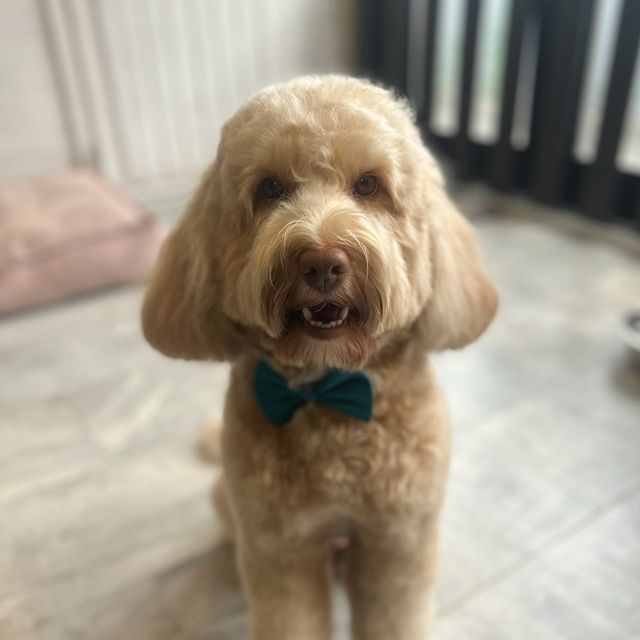 Bobbie na een trimbehandeling bij TheDogzclub