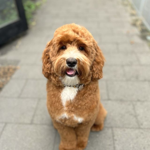 Freke na een trimbehandeling bij TheDogzclub