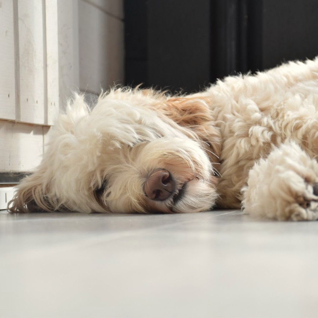 Ontspannen doodle ligt heerlijk te slapen in de trimsalon van TheDogzclub in Dongen