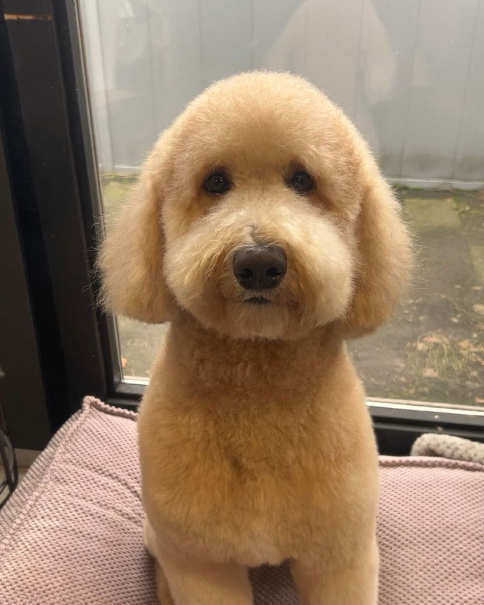 Verzorgde doodle na een trimbehandeling bij TheDogzclub